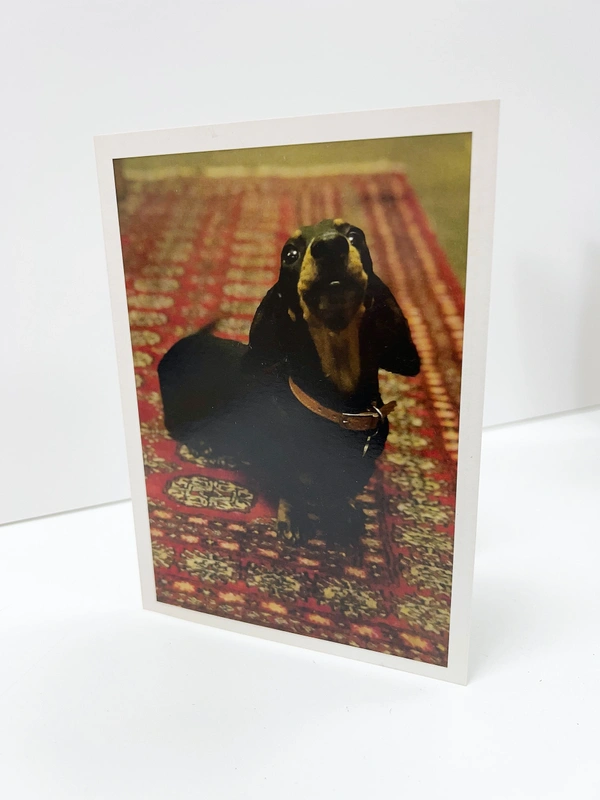  Printed Christmas Cards In Newbury Bekshire Cards Sausage Dog Cards Woof