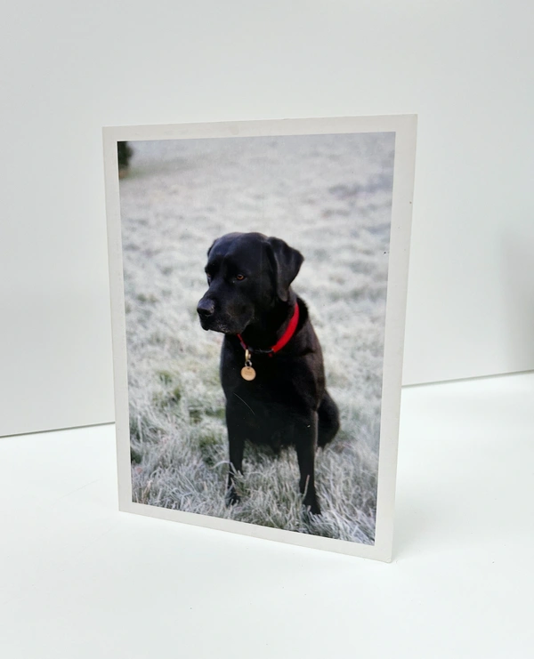  Printed Christmas Cards In Newbury Bekshire Cards Labrador Dog Cards In Show